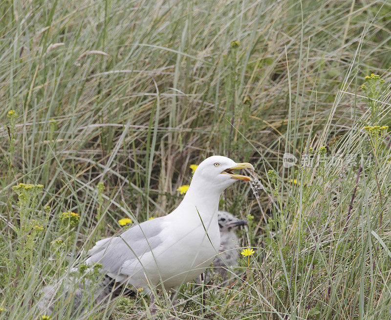 银鸥(Larus argentatus)与杨